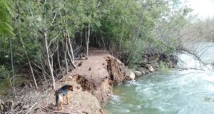 Riesgo de desborde del río Toltén preocupa a vecinos de Carilafquén en Pitrufquén