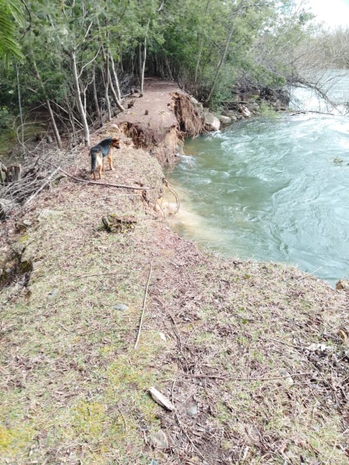 Riesgo de desborde del río Toltén preocupa a vecinos de Carilafquén en Pitrufquén