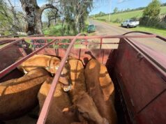 Recuperan animales robados en Freire avaluados en $10 millones: dos fueron encontrados faenados