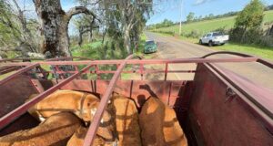 Recuperan animales robados en Freire avaluados en $10 millones: dos fueron encontrados faenados