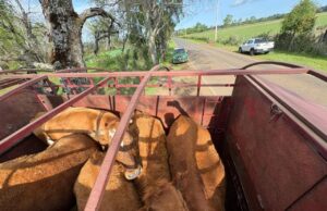 Recuperan animales robados en Freire avaluados en $10 millones: dos fueron encontrados faenados