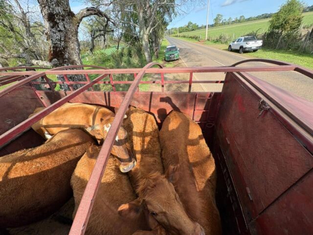 Recuperan animales robados en Freire avaluados en $10 millones: dos fueron encontrados faenados