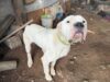PDI de Temuco detiene a una mujer por abandono o maltrato animal