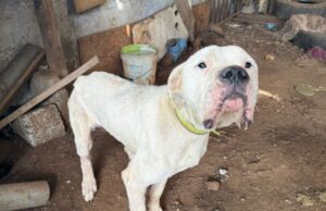 PDI de Temuco detiene a una mujer por abandono o maltrato animal