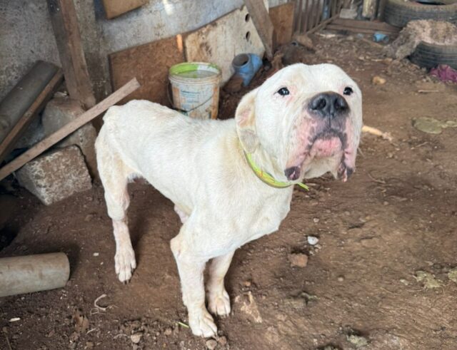 PDI de Temuco detiene a una mujer por abandono o maltrato animal