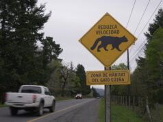 ¡Lento por la fauna! Pucón se suma a campaña que busca proteger especies nativas