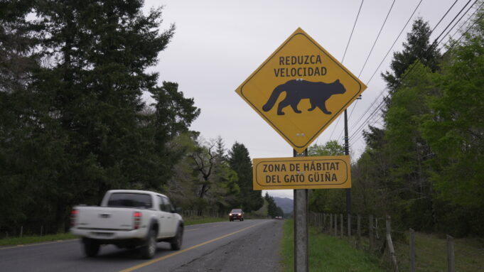 ¡Lento por la fauna! Pucón se suma a campaña que busca proteger especies nativas