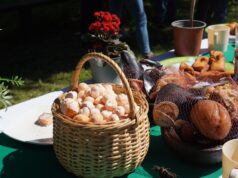 Este fin de semana será la fiesta de la nalca y el digueñe en el sector de Colga Pitrufquén