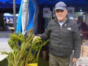 Feria de la nalca y el digüeñe reunió a miles en Pitrufquén en un fin de semana lleno de sabor y tradición