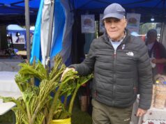 Feria de la nalca y el digüeñe reunió a miles en Pitrufquén en un fin de semana lleno de sabor y tradición