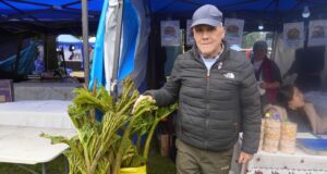 Feria de la nalca y el digüeñe reunió a miles en Pitrufquén en un fin de semana lleno de sabor y tradición