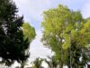 Interponen recurso de protección contra la municipalidad de Temuco por mutilación de árboles en plaza Entrelagos