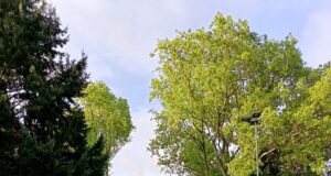 Interponen recurso de protección contra la municipalidad de Temuco por mutilación de árboles en plaza Entrelagos