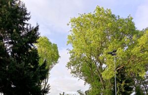 Interponen recurso de protección contra la municipalidad de Temuco por mutilación de árboles en plaza Entrelagos