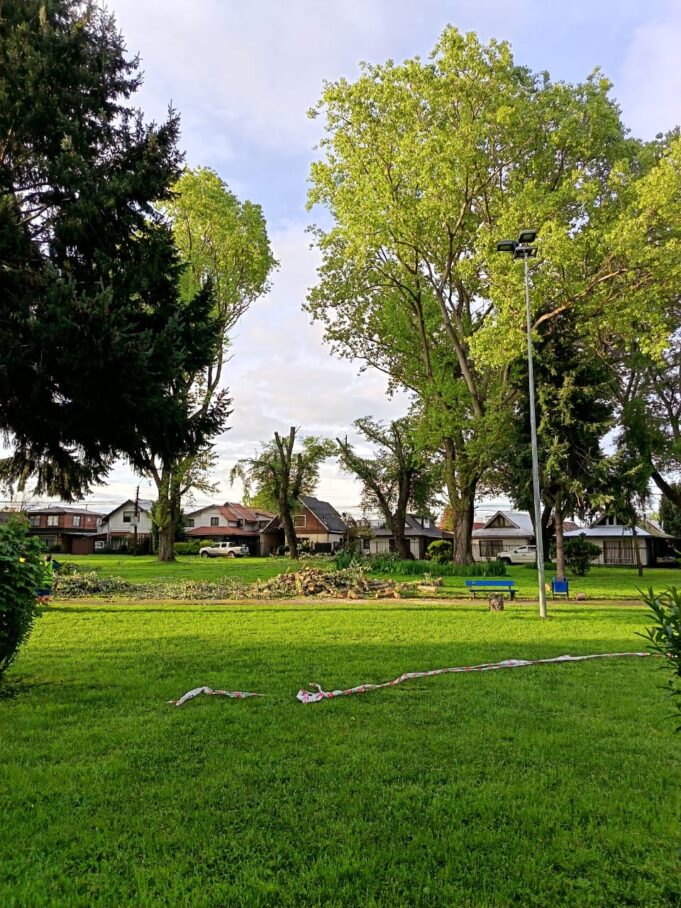 Interponen recurso de protección contra la municipalidad de Temuco por mutilación de árboles en plaza Entrelagos