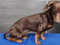 Recuperan ejemplar canino que había sido sustraído desde una vivienda en Temuco