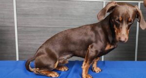 Recuperan ejemplar canino que había sido sustraído desde una vivienda en Temuco