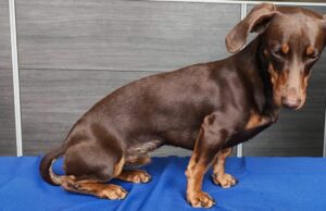 Recuperan ejemplar canino que había sido sustraído desde una vivienda en Temuco