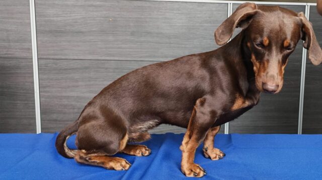 Recuperan ejemplar canino que había sido sustraído desde una vivienda en Temuco