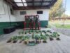 Carabineros de Gorbea detienen a sujeto que mantenía plantas de marihuana en su domicilio