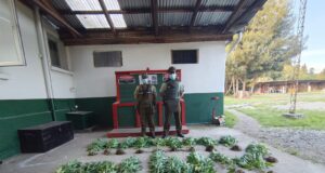 Carabineros de Gorbea detienen a sujeto que mantenía plantas de marihuana en su domicilio
