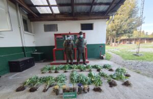 Carabineros de Gorbea detienen a sujeto que mantenía plantas de marihuana en su domicilio
