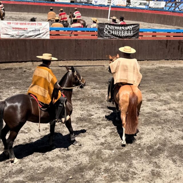 Con más de cuarenta colleras se desarrolló el rodeo aniversario en la medialuna de Pitrufquén