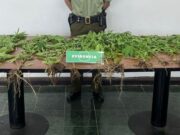 Pitrufquén: Carabineros detectan cultivo de marihuana en sector rural de Loica