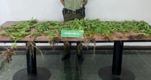 Pitrufquén: Carabineros detectan cultivo de marihuana en sector rural de Loica