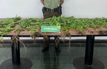 Pitrufquén: Carabineros detectan cultivo de marihuana en sector rural de Loica