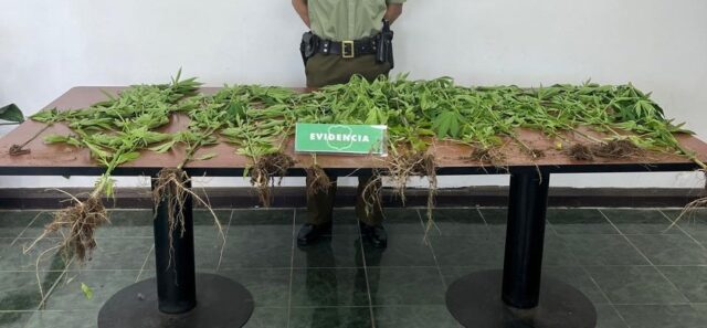 Pitrufquén: Carabineros detectan cultivo de marihuana en sector rural de Loica