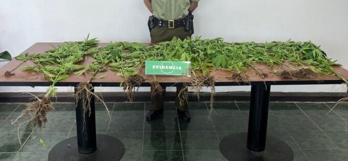 Pitrufquén: Carabineros detectan cultivo de marihuana en sector rural de Loica