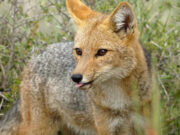 Tras atropello zorro culpeo, piden instalar mesa de trabajo para proteger fauna silvestre en carreteras en La Araucanía