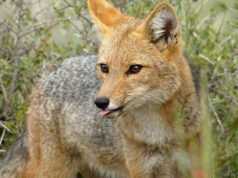 Tras atropello zorro culpeo, piden instalar mesa de trabajo para proteger fauna silvestre en carreteras en La Araucanía