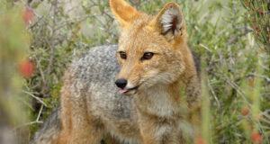 Tras atropello zorro culpeo, piden instalar mesa de trabajo para proteger fauna silvestre en carreteras en La Araucanía