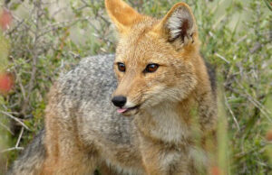 Tras atropello zorro culpeo, piden instalar mesa de trabajo para proteger fauna silvestre en carreteras en La Araucanía