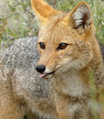 Tras atropello zorro culpeo, piden instalar mesa de trabajo para proteger fauna silvestre en carreteras en La Araucanía