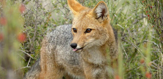 Tras atropello zorro culpeo, piden instalar mesa de trabajo para proteger fauna silvestre en carreteras en La Araucanía
