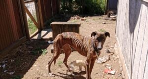 Vecinos de Pitrufquén denuncian presunto maltrato animal en pasaje Los Lirios