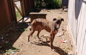 Vecinos de Pitrufquén denuncian presunto maltrato animal en pasaje Los Lirios