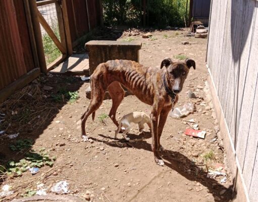 Vecinos de Pitrufquén denuncian presunto maltrato animal en pasaje Los Lirios