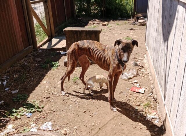 Vecinos de Pitrufquén denuncian presunto maltrato animal en pasaje Los Lirios