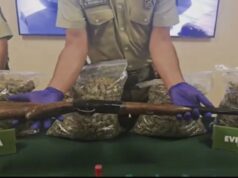 Operativo deja seis detenidos y decomiso de más de 32 kilos de marihuana en Padre Las Casas