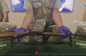 Operativo deja seis detenidos y decomiso de más de 32 kilos de marihuana en Padre Las Casas