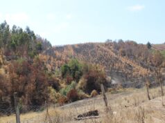 Debido al daño por los incendios forestales solicitan declarar Emergencia Agrícola en La Araucanía