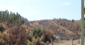Debido al daño por los incendios forestales solicitan declarar Emergencia Agrícola en La Araucanía