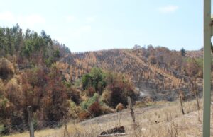 Debido al daño por los incendios forestales solicitan declarar Emergencia Agrícola en La Araucanía