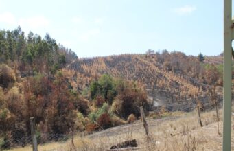 Debido al daño por los incendios forestales solicitan declarar Emergencia Agrícola en La Araucanía