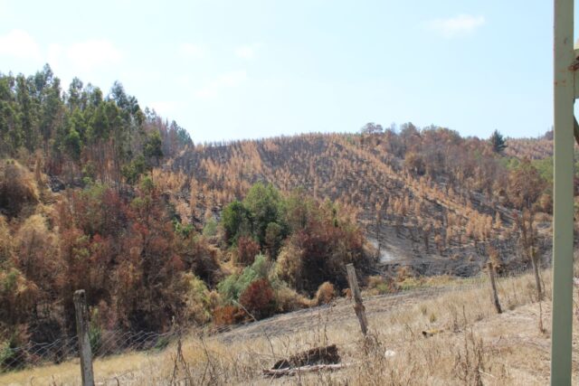 Debido al daño por los incendios forestales solicitan declarar Emergencia Agrícola en La Araucanía