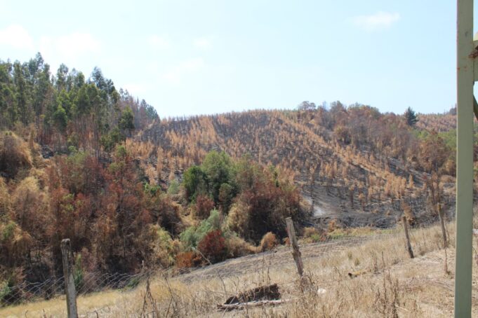 Debido al daño por los incendios forestales solicitan declarar Emergencia Agrícola en La Araucanía